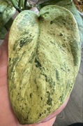 Scindapsus Jade Satin Marble