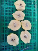 Pigwa pigwa 1 kg owoc owoce nie pigwowiec 