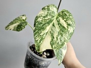 Monstera White Snow piękne wybarwienie w bigosie