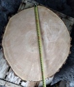 Plaster Drzewa JESION 25 X 7 cm twarde bez pęknięć