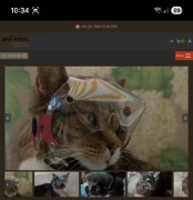Google po operacji oka kota i psa