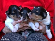 COLLIE Owczarek Szkocki piesek tricolor