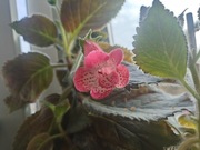 Kohleria NI'S Lima kłącze 