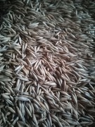 20 kg Owies (pasza karma opał )