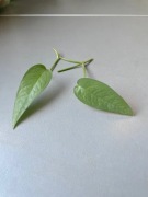 Epipremnum cebu blue sadzonka pędowa rośliny kolekcjonerskiej