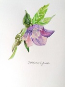akwarela malowana ręcznie Ciemiernik Helleborus 