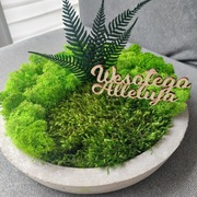 Chrobotek na betonowej podstawie. 