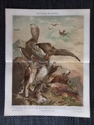 Deutsche Raubvogel - duża chromolitografia 1897 r