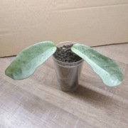 Hoja Hoya Carnosa Grey Ghost 