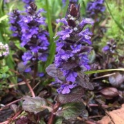 DĄBRÓWKA ROZŁOGOWA niebieska  ATROPURPUREA