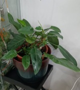 Philodendron imperial green