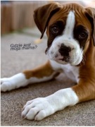 Gdzie jest moja mama?