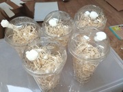 Muszki nieloty Drosophila hydei 