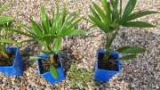 Trachycarpus Tesan zestaw 3 szt.