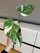 Monstera Thai Constellation