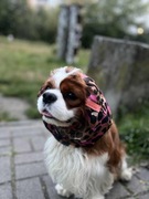SNOOD siatkowy Hug me  Cavalier Spaniel cętki czapka