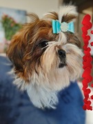 Pies Shih Tzu wyjątkowy chłopczyk IMPERIAL