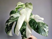 Monstera deliciosa Albo Variegata halfmoon w hydroponice 6 liści