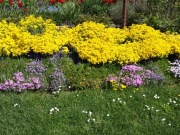 SMAGLICZKA SKALNA ZŁOTA KRÓLOWA OGRODÓW 500 