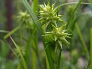 Trawa turzyca Graya w gwiazdki 50 dużych nasion