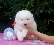 Samoyed/szczenięta