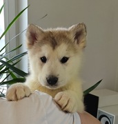 Szczeniaki ALASKAN MALAMUTE 