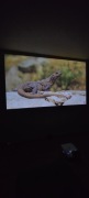 NEC Um301W | NOWA LAMPA | Obraz 100” z 15 cm projektor krótoogniskowy 