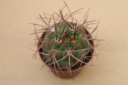Kaktus Gymnocalycium saglionis