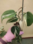 Filodendron Scandens Rio 