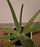 Aloes kwiat doniczkowy.