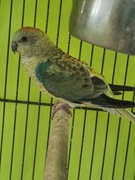 Sprzedam samicę świergotki seledynowej