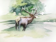 "Z pięknym porożem"