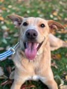 Lilo - roczna sunia w typie labladora. Pies. Adpocja, Za darmo.