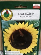 Słonecznik ogrodowy 