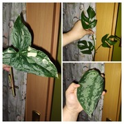 Zestaw roślin Syngonium Scindapsus Rhaphidophora Monstera