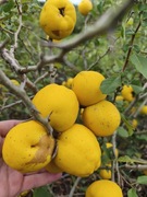 Pigwowiec japoński aromatyczny, ekologiczny 5kg