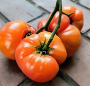 Pomidor Wherokowhai dwarf nasiona kolekcjonerskie