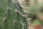 Opuntia fulvispina kaktus drzewiasty -5°C Aguascalientes Meksyk