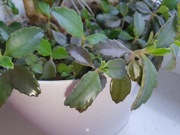 Sadzonka lecznicza  żyworódki Kalanchoe roślina