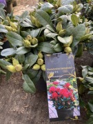 Rododendron Lisetta szkarłatno-czerwone kwiaty