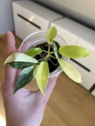 Philodendron Florida Beauty