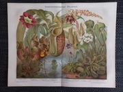 Insektenfressende Pflanzen chromolitografia 1897 r