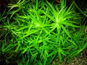 Roślinka do akwarium, heterantera zestaw 10 szt.