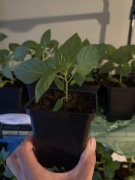 Papryka Stożkowa Czerwona Słodka - Sadzonka