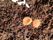 Ceratophysella isabellae yellow albino- RZADKIE SKOCZOGONKI - żółty skoczek