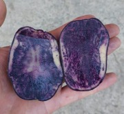 Fioletowe ziemniaki dark blue 