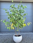 Brzoza czarna Fox Valley drzewo wielopniowe