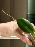 Hoya | hoja, hoya