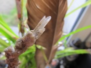 Kalcyt stalaktyt - okaz na podstawce