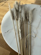 Trawa pampasowa 10 sztuk